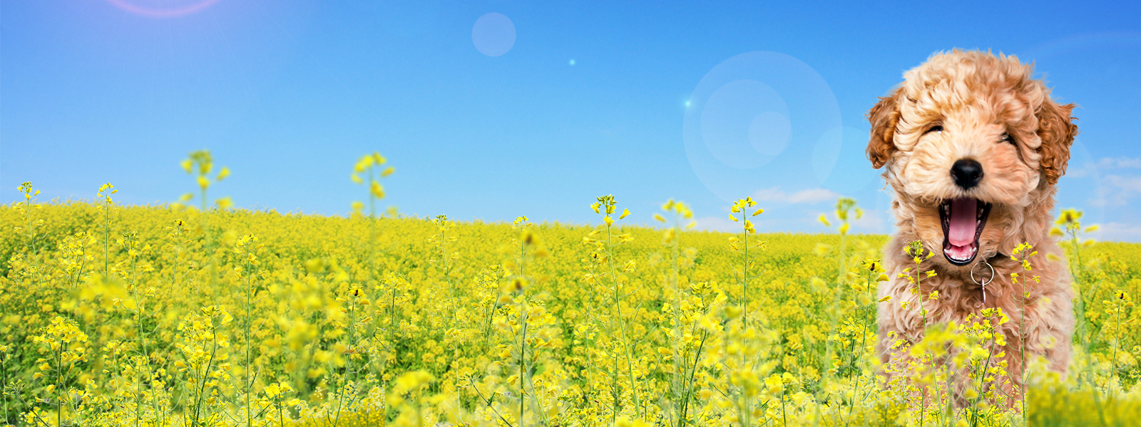 Special Offers on Car Rental in Ireland Budget Car Hire